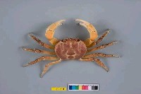 藏品(毛足圓盤蟹)的圖片